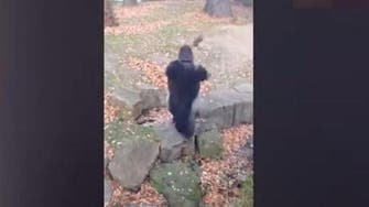 Gorilla goes bananas, throws fruit at spectators