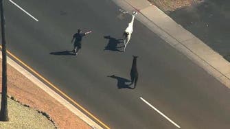 Llamas go on the lam in U.S., Twitter explodes 