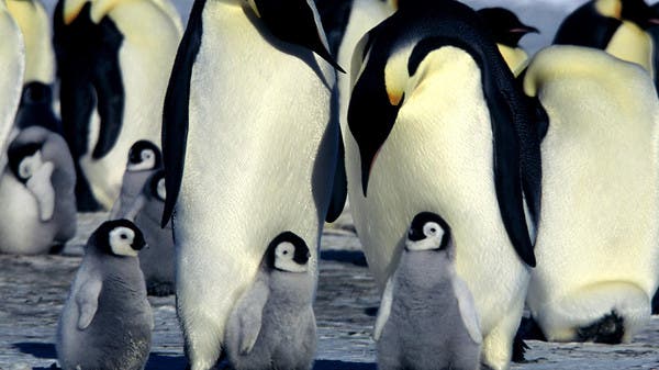 Ice age emperor penguins hit hard by the cold | Al Arabiya English