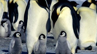 Ice age emperor penguins hit hard by the cold 