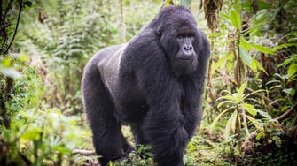Study finds gorilla origins in half of human AIDS virus lineages