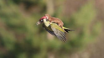 Unwanted passenger: Weasel on flying woodpecker caught in rare photo