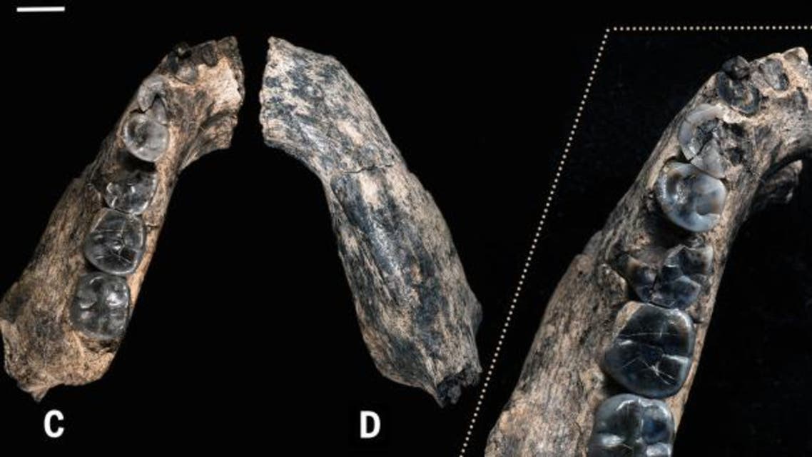 The discovery, revealed in two research papers in Science magazine, published by the American Association for the Advancement of Science, has been labelled the LD 350-1. (Photo courtesy: William Kimbel/ Vocativ)