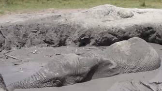 Watch dramatic rescue of elephant trapped in mud 