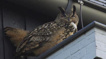 Owl Netherlands AP