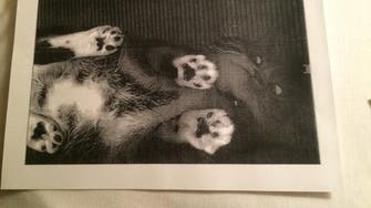 ‘Copycat’! scans of photocopied feline found at U.S. library