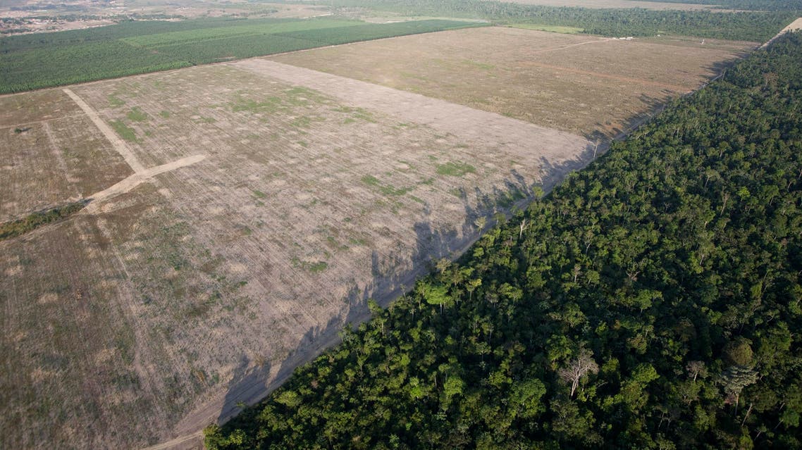 Amazon forest AP