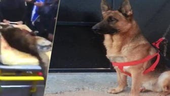 Akeel, the brave Tunisian special forces dog killed in gun siege 