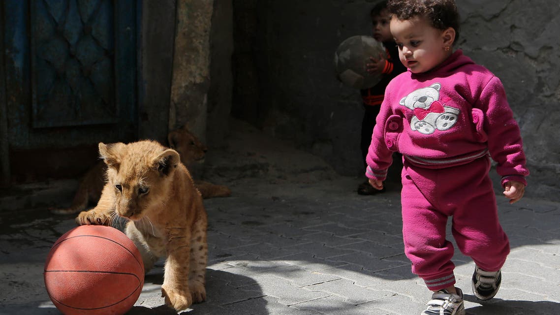 395 - RAFAH, GAZA STRIP, - : TOPSHOTS The grandchildren of Palestinian man Saad al-Jamal, play with two lion cubs outside their family house in the Rafah refugee camp in the southern Gaza Strip, on March 19, 2015. (AFP)