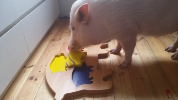 pig problem solving video