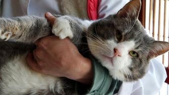 Famous fat cat in Turkey named ‘Stone Head’ loses weight