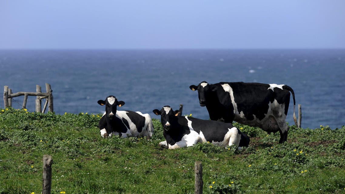 Cows rest in a field near the sea in Tapia de Casariego northern Spain Reuters