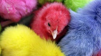 Beirut bans dyed Easter chicks in animal welfare bid