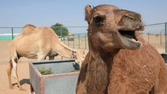 World’s first cloned camel celebrates sixth birthday