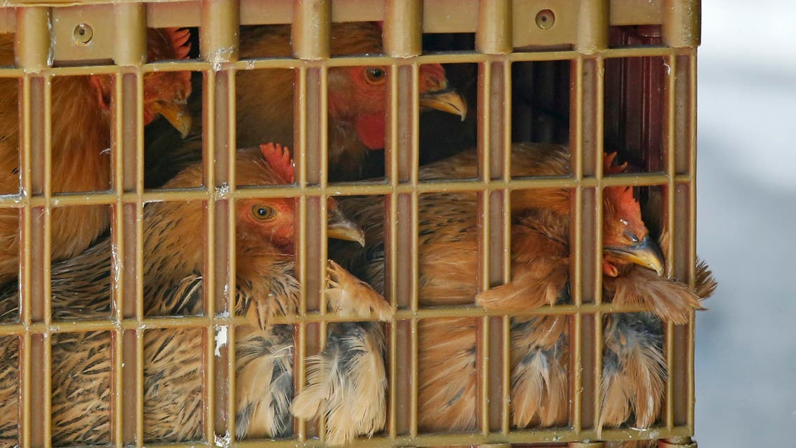 Bird flu (AP)
