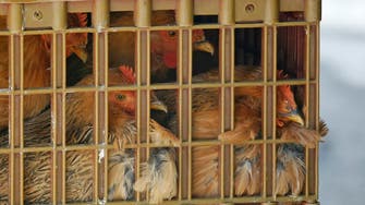 India reports first suspected human death due to H5N1 bird flu virus