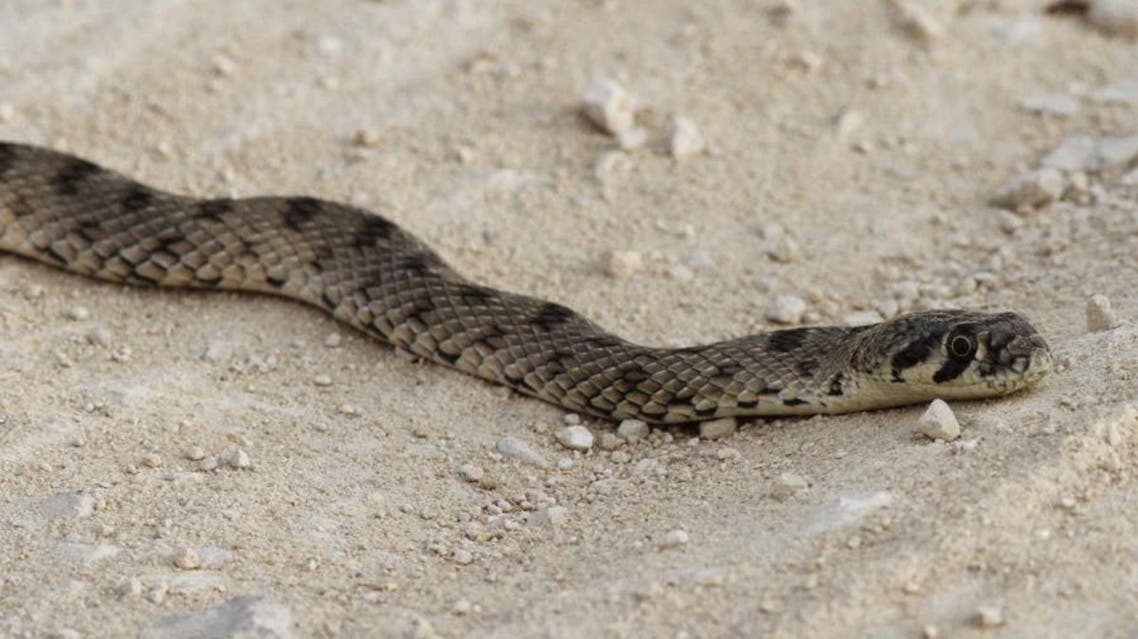 Administrator Munira Saleh Al Joufi killed the reportedly sizeable snake before it hurt the student. (File photo: Twitter)