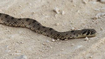 Snake alert: Rogue reptile stirs panic in Saudi school