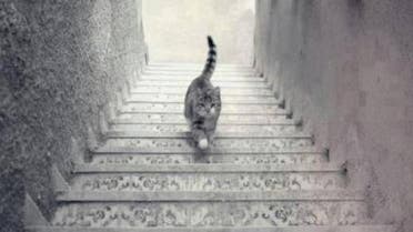 cat twitter stairs 