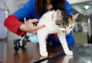 A veterinarian fits an 8-month-old cat in a prosthetic two-wheel device, at a veterinary hospital in Chongqing municipality, March 16, 2015. (Reuters)