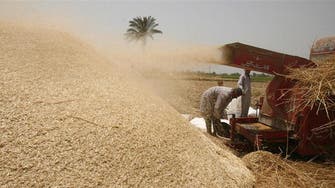 Egypt’s GASC buys 300,000 tonnes of wheat