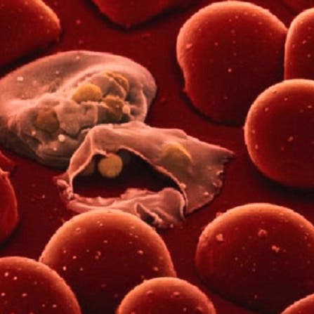 ناموسيات جديدة أكثر فعالية في مكافحة الملاريا