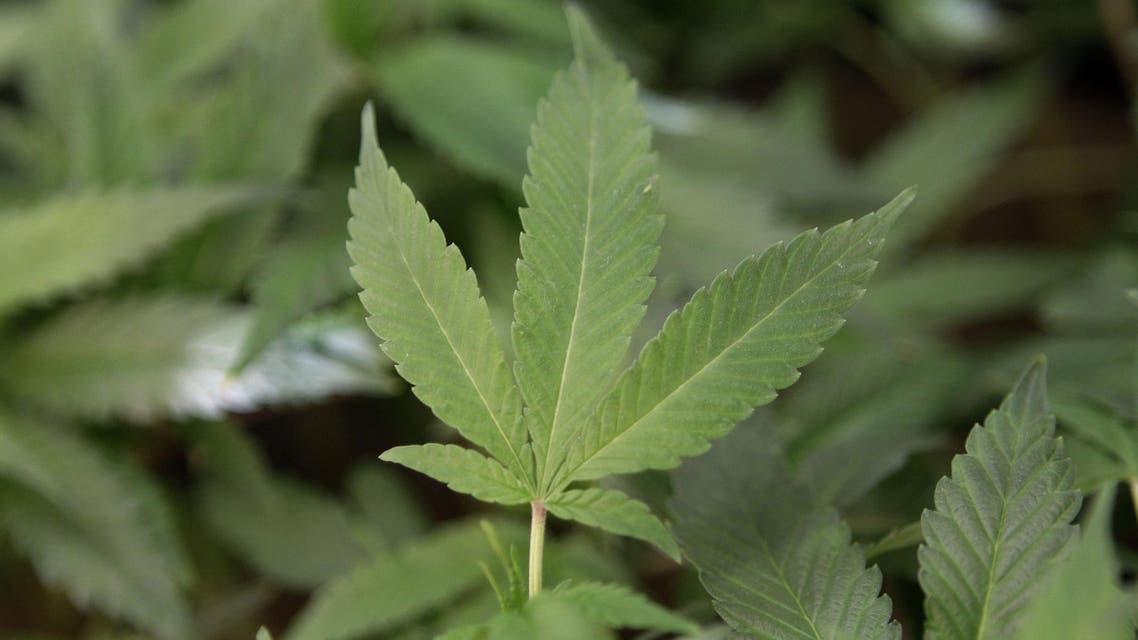 Cannabis AP