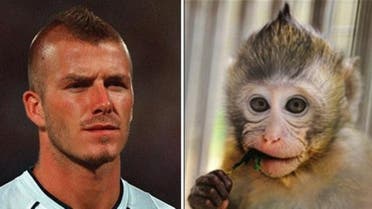 A six-month-old monkey who has David Beckham’s famous Mohican-like hairstyle is becoming the new sensation in China. (AFP/Europics)