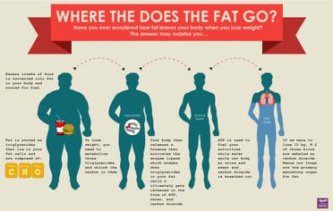 Infographic: Where the does the fat go?