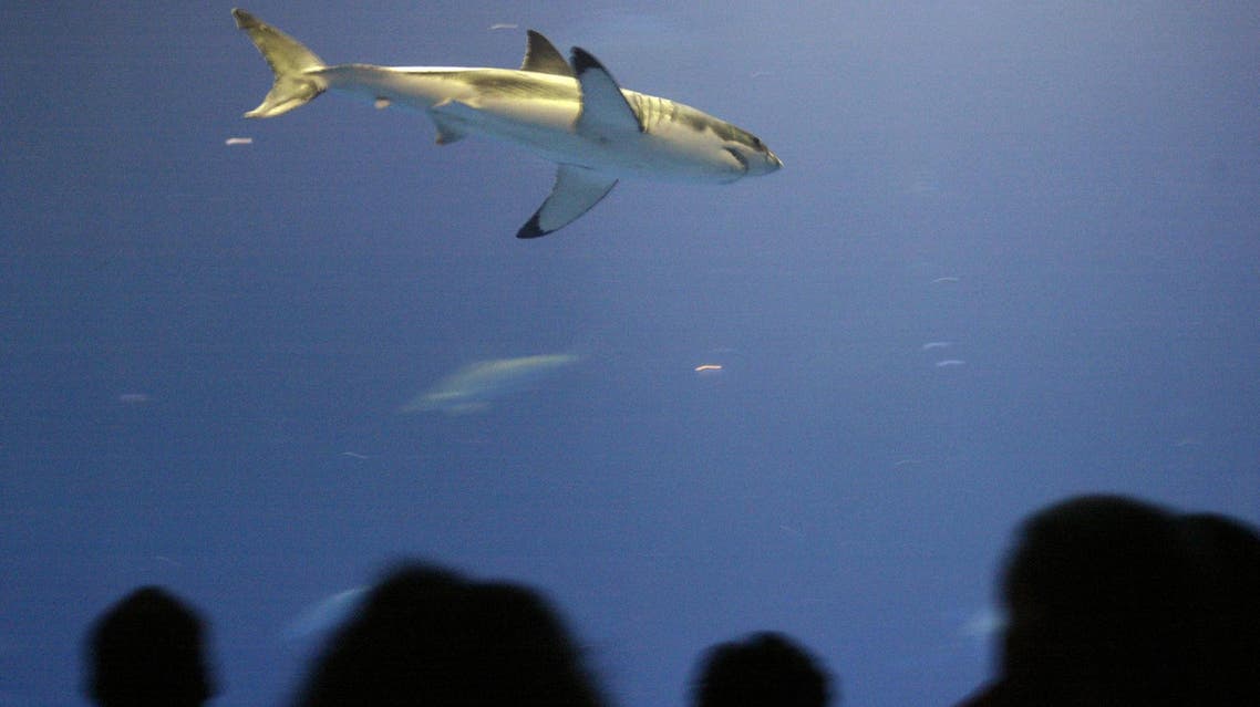 Visitors to the Monterey Bay Aquarium watch as a female great white shark passes by in the Outer Bay exhibit, Friday, Oct. 1, 2004 in Monterey, Calif. The young great white shark reached a milestone Friday as it began its 17th day on exhibit at the Monterey Bay Aquarium. Notorious for their inability to thrive in captivity, no other great whites are currently on display anywhere in the world and none has ever been kept on exhibit for more than 16 days. (AP Photo/Mike Fiala)