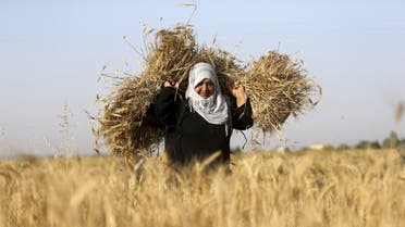 A Palestinian woman collects barley during harvest on a farm in Khan Younis in the southern Gaza Strip April 28, 2015. (File: Reuters)