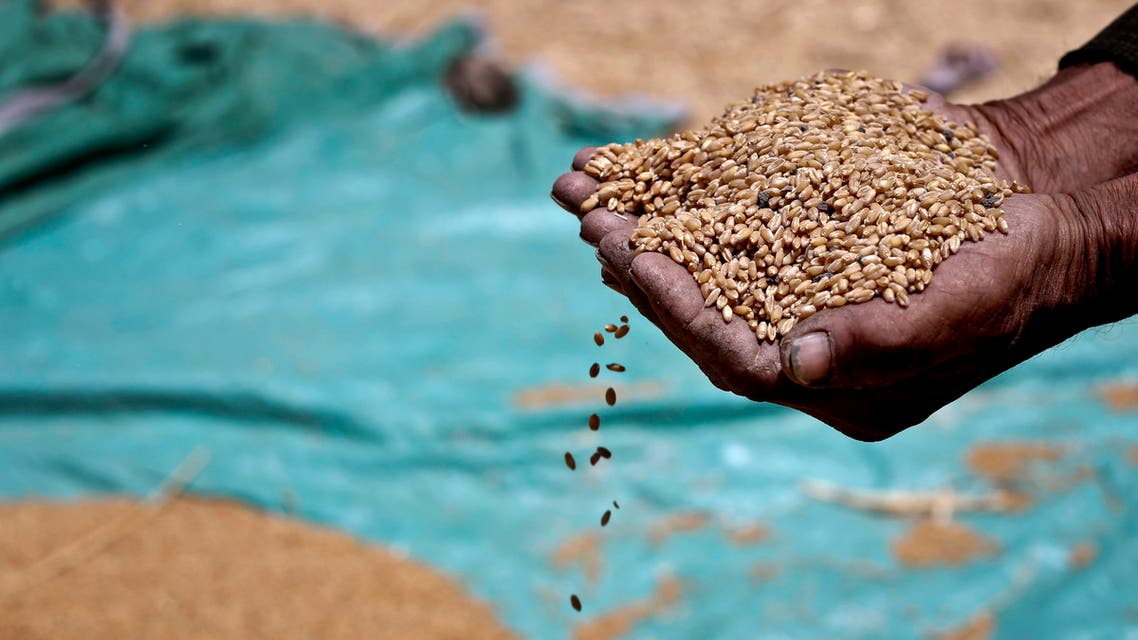 a farmer holds grains of wheat in his hands on a field in Fayoum, 60 miles, (100 kilometers), south of Cairo, Egypt. AP