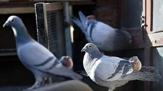 ‘Offensive’ bird genitals? Prudish ISIS bans pigeon breeding