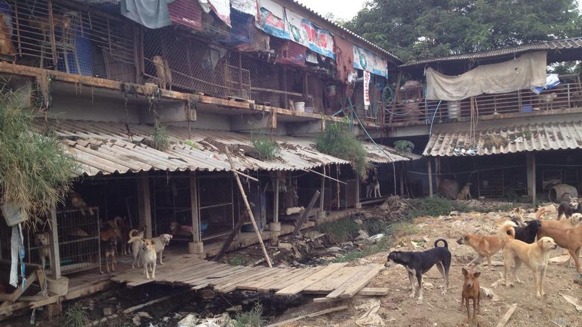 This undated photo provided by LIFE Animal Rescue shows a dog shelter in Thailand. LIFE Animal Rescue, in Agoura Hills, Calif., has placed 50 dogs rescued from Thailand over the past two years. (Courtesy of LIFE Animal Rescue via AP)