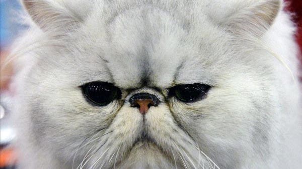 Woman Who Posted Viral Video Of Cat In Washing Machine Faces Abuse