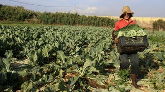 After oil price drop, Algeria tries to boost food crops