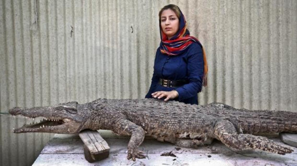 In this Tuesday, April 22, 2014 photo, Iranian entrepreneur Mojgan Roostaei poses for a photograph with a taxidermic crocodile at her crocodile breeding farm on the southern Persian Gulf island, Qeshm in Iran. (AP)