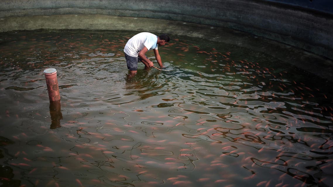 In this Wednesday, June 3, 2015 photo, a Palestinian worker cleans a fish pool in a fish farm, in the town of Rafah, southern Gaza strip. (AP)