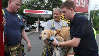 Service dog throws self in bus’ path to protect blind owner