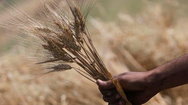 An Egyptian farmer holds wheat crops on a farm in Beni Suef, 75 miles, (120 kilometers), south of Cairo, Egypt, Friday, May 22, 2015. AP