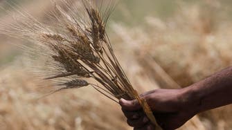 Egypt bought 5.3 mln tons of local wheat by end of season