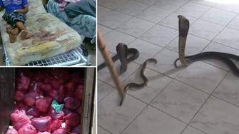 Images of snake-infested, dirty Egyptian hospitals flood Facebook 
