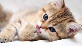 Cat owners beware! Research finds link between kitties, schizophrenia 