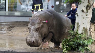 A man directs a hippopotamus after it was shot with a tranquilizer dart at a flooded street in Tbilisi, Georgia, June 14, 2015. At least five people died and several are missing as a result of heavy rainfall and floods overnight in the Georgian capital Tbilisi, Georgian news agencies reported on Sunday. Animals from the city's zoo including tigers, lions, bears and wolves escaped from cages damaged by the rainfall. Some were captured or killed while the search for others goes on. REUTERS/Beso Gulashvili