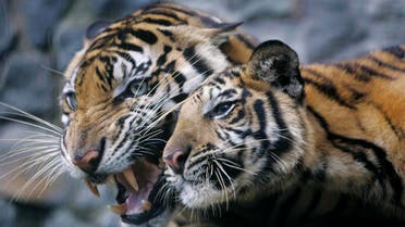 According to the World Wide Fund for Nature (WWF), 97 percent of wild tigers died in a little over a century. (File: AP)