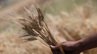 Egypt looking into paying for Russian wheat in roubles 