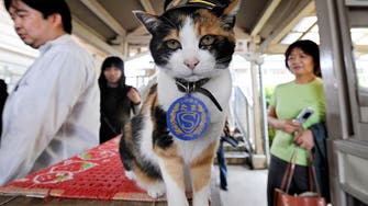 Stationmaster, tourist magnet, cat: Tama dies in Japan 