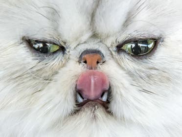 A Persian cat sticks out its tongue during the International pedigree dog and purebred cat exhibition in Erfurt, Germany. Dogs and cats from 21 countries take part at the exhibition and competitions. (AP)
