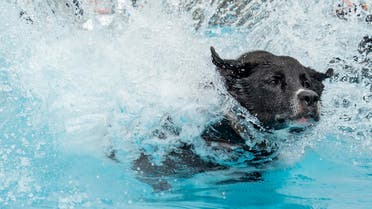 Europoean Champion half-breed dog 'Balu' jumps into the water during the dog diving competition during the International pedigree dog and purebred cat exhibition in Erfurt, Germany, Saturday, June 20, 2015. Dogs and cats from 21 countries take part at the exhibition and the different competitions. (AP Photo/Jens Meyer)