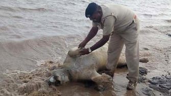 Dead lions in India floods spark catfight